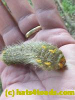 /home//u458753944/public_html/sourcegallery////Insects and small critters/butterflies and moths (Lepidoptera)/P1100280.JPG